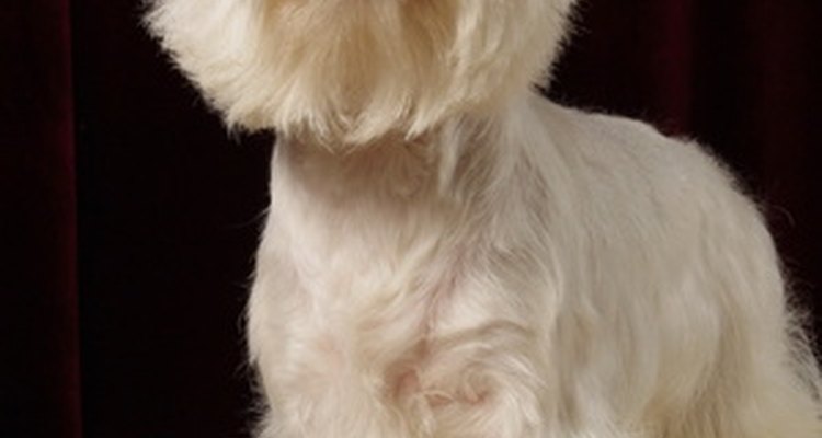 Westies are bright white charmers in the household.