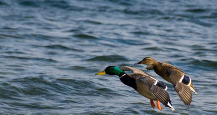 Ducks have been used as a food source for centuries.