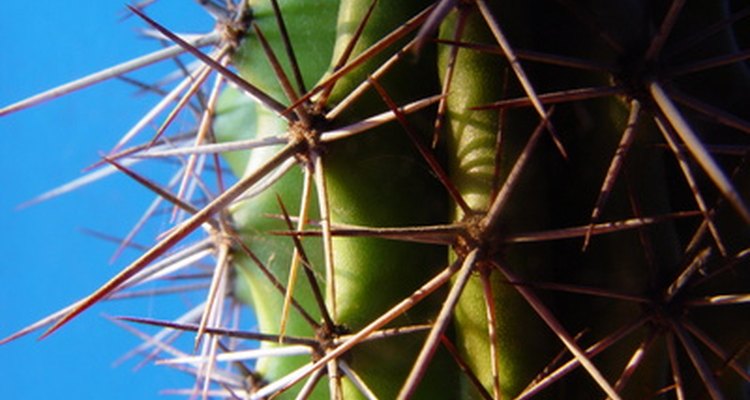 Desert plants develop different adaptations than rainforest plants.