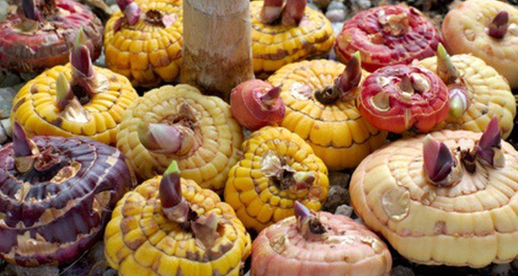 Los bulbos de liliums asiáticos son pálidos y escamosos.