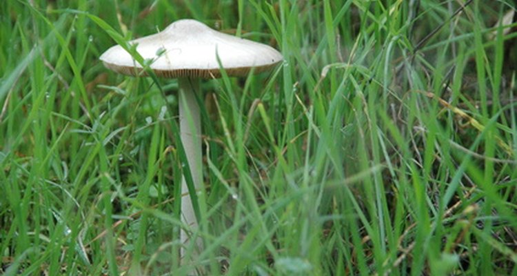 Grass fungus may be unsightly, but is harmless.