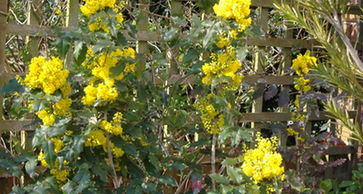 Mahonia plants are also called Creeping Grape.