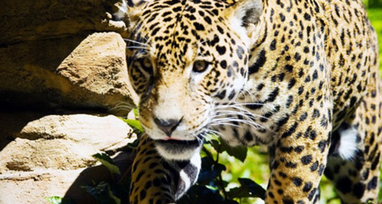 La palabra jaguar significa "el que mata de un salto".