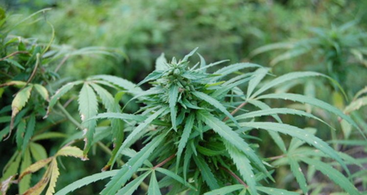 Es fácil identificar la planta de marihuana.