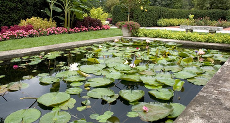 Some plants, floating or rooted, will fill up a pond with little coaxing.