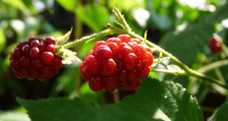 Plump raspberries result from favourable growing conditions.
