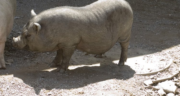 Porcos selvagens vivem numa variedade de habitats