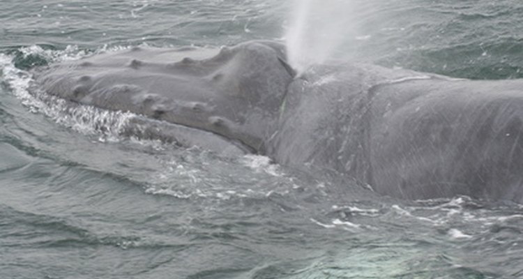 Giant whales eat almost microscopic krill and plankton.