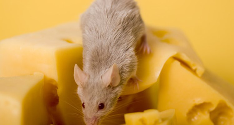 Pet rat