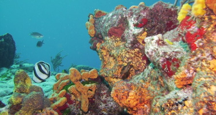 Dar uma foto emoldurada da impressionante Great Barrier Reef