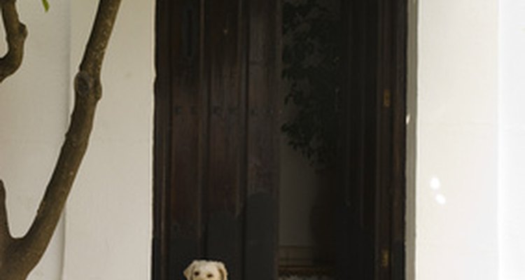 Preventing dog scratches on a door involves reconditioning the dog not to scratch.