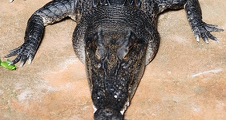 Jacarés e crocodilos frequentemente terminam virando botas, cintos e bolsas.