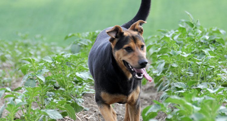 A high-protein diet provides nutrition and energy for healthy dogs.
