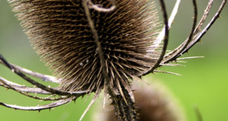 Treat post-emergent weeds like the thistle with Roundup herbicide.