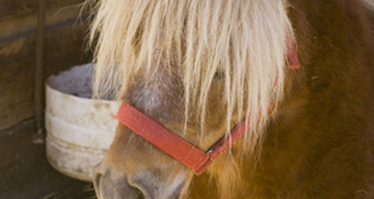 Some ponies are very small and cannot handle the weight of a cart.