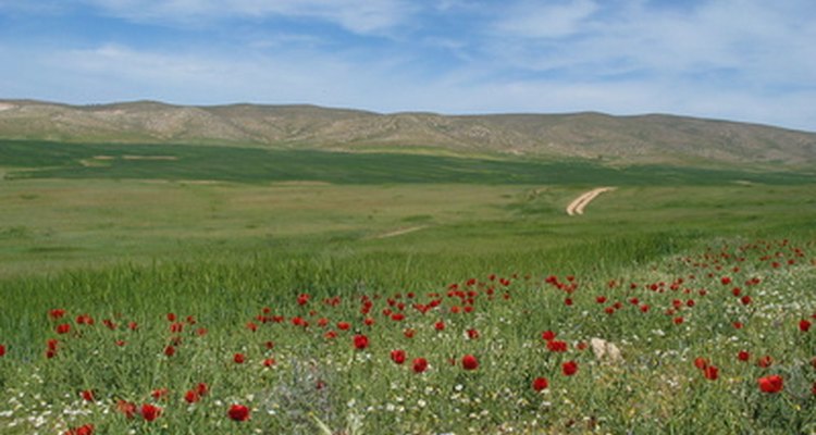 Flowers blooming in the Israeli desert near the city of Arad.