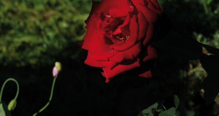Fertiliza las rosas con harina de huesos hecha al vapor.