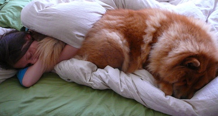 Despiertos o dormidos, los perros cambian su pelaje constantemente.