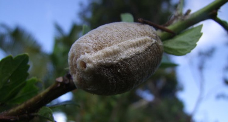 Wasps often live in nearby trees.