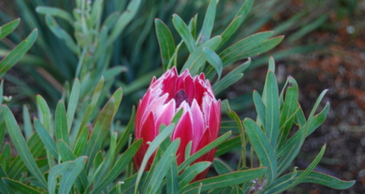 La King Protea es la flor nacional de Sudáfrica.