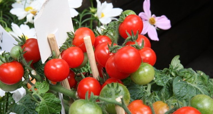 Las plantas de tomate se pueden ver afectadas por insectos.