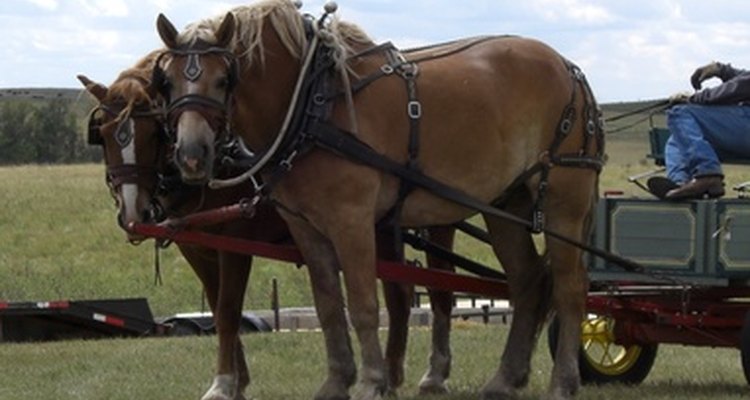 Gypsy vanner horses were developed as smaller, more docile draft horses for pulling wagons.