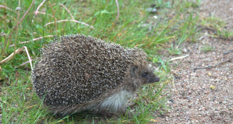 The common hedgehog is an example of an insectivore, a mammal that exclusively eats insects.