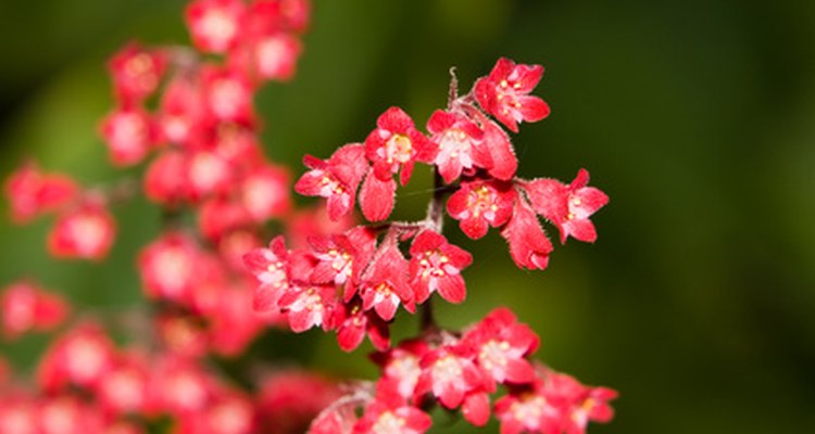 Heucheras are well-suited for use in rock gardens.