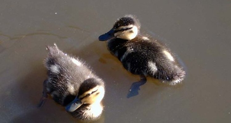 Baby ducklings only need to be fed when their mother is absent.