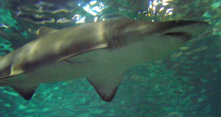 Los tiburones tienen su sistema para respirar.