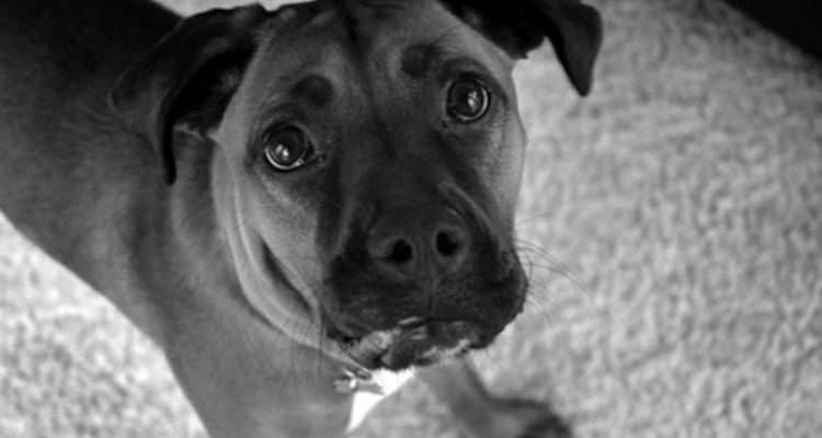 Alimentar a una perra boxer preñada con una dieta adecuada es especialmente importante.