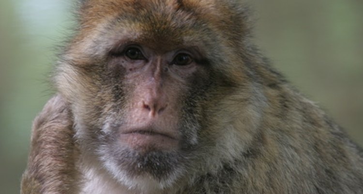 O macaco-de-gibraltar