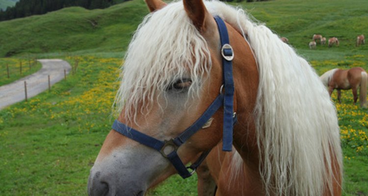 Gypsy horses are short, but the breed is strong and resilient.