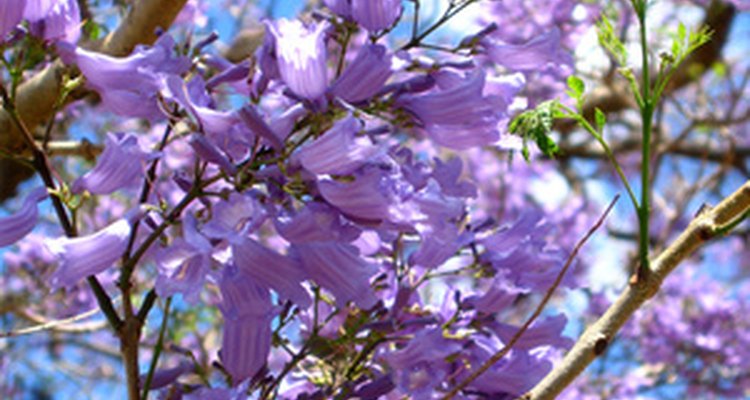 Los árboles de jacarandá florecen profusamente.