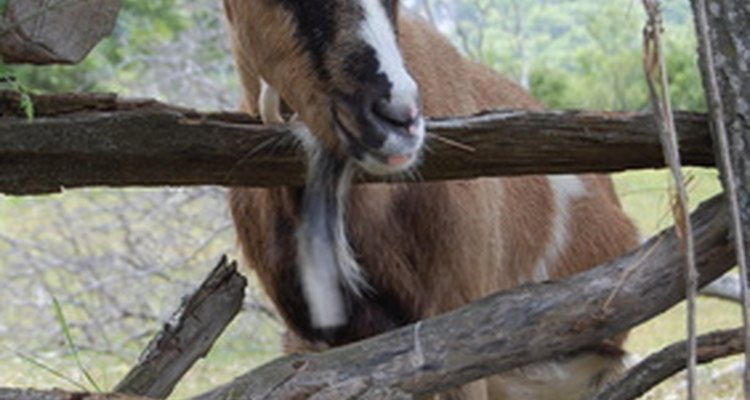 No hay antiparasitarios muy efectivos indicados para usar en cabras, por lo que la mayoría de los criadores usan ivermectina sin indicación.