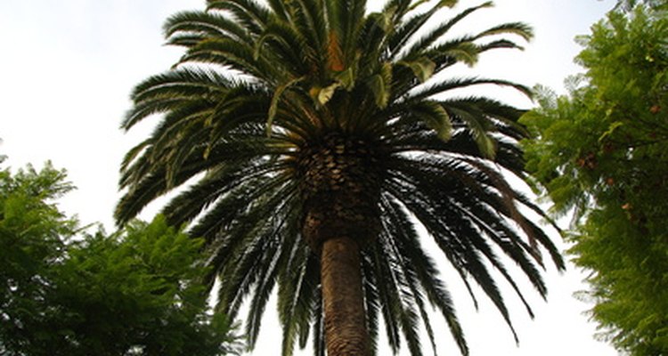 As palmeiras possuem uma grande variedade de altura e largura