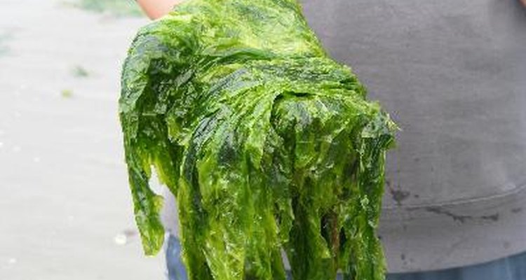 Las algas pueden parecerse a las plantas verdes, pero son fundamentalmente diferentes.