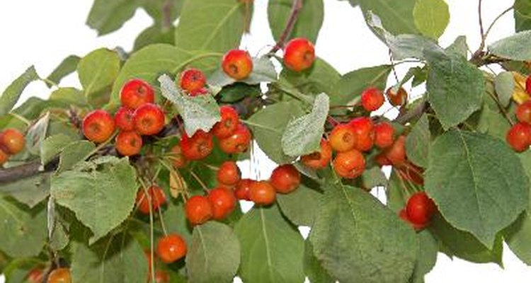 Crabapple trees produce fruit that is smaller in size than apple trees.