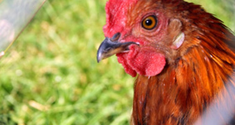 Las gallinas son vulnerables a todo tipo de enfermedades, al igual que nosotros.