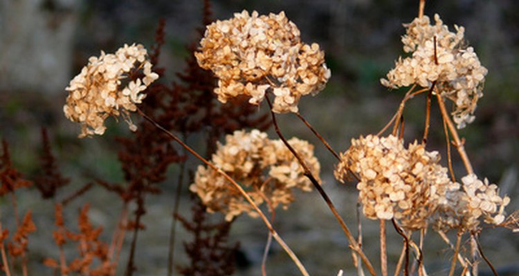 Dead flowrs can be ornamnetal but, for reblooming, you need to remove them to give new flowers a chance to grow.
