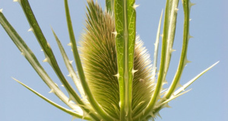 The thistle flower is surrounded by spiky leaves.