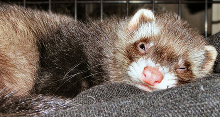 This ferret is comfortable in his renovated bookshelf home.