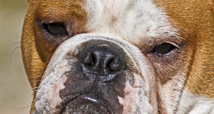 El mini bulldog tiene la cara corta y hocico ancho de un bulldog inglés.