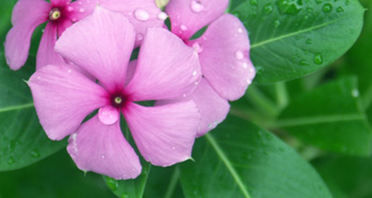 Vinca rosea