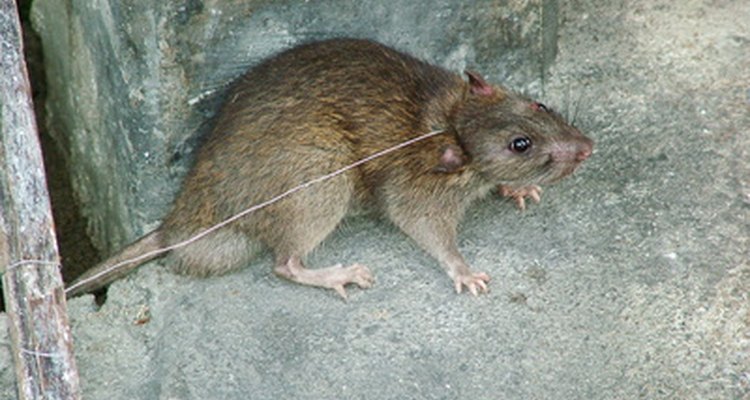Remova as fezes de ratos à primeira vista para proteger sua a saúde e a de sua família
