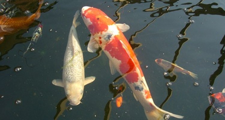 Los coloridos peces Koi combinan percfecto con el formato Yin Yang.