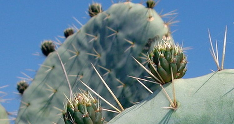 Mimos y cuidados para tu cactus.