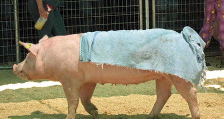 Los cerdos se crían por largos torsos y piernas carnosas.