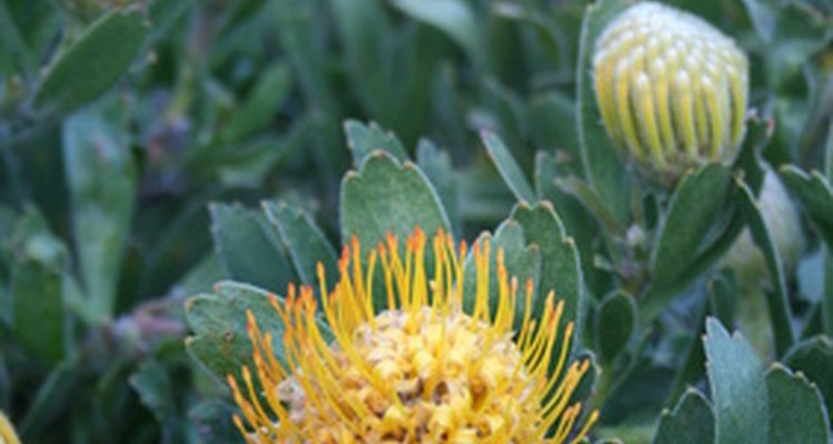 Protea can be dried to make everlasting bouquets for the home.