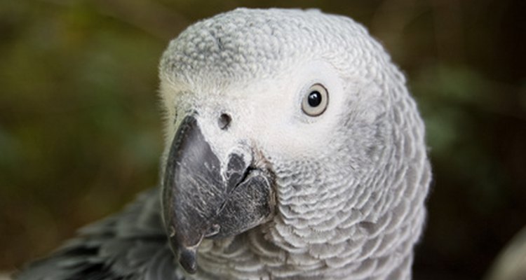 African grey parrots are powder down birds that produce large amounts of feather dust.